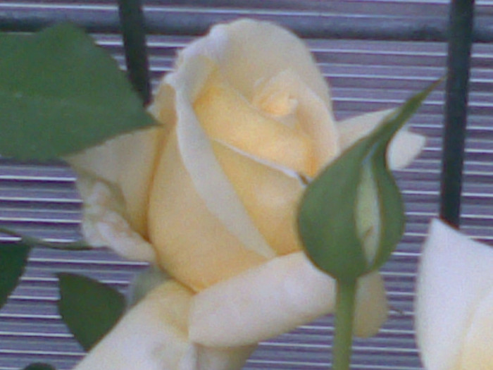 23072012(003) - trandafiri