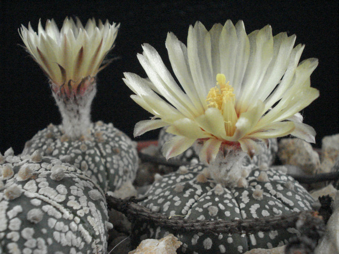 Astrophytum asterias superkabuto
