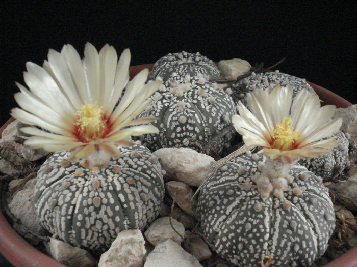 Astrophytum asterias superkabuto
