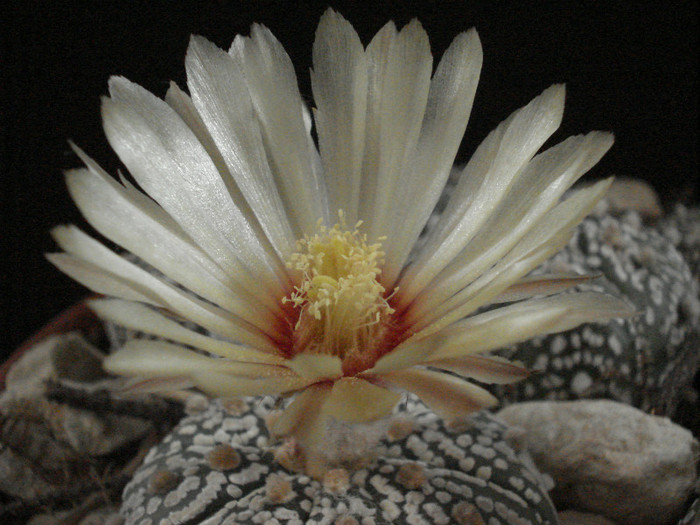 Astrophytum asterias superkabuto