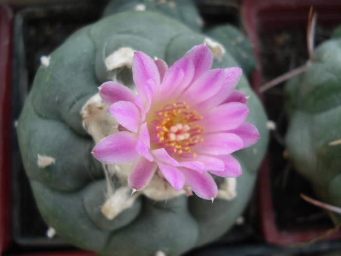 DSC07428 - Cactusi 2011