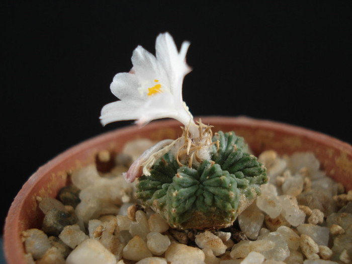 Aztekium ritterii - Cactusi 2011