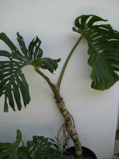 filodendron monstera