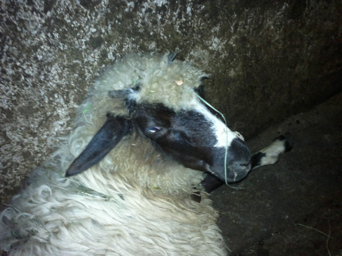 300720121595 - mieii mei 2012