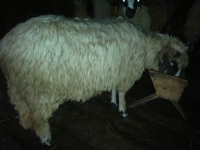 300720121607 - mieii mei 2012