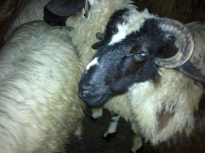 300720121619 - mieii mei 2012