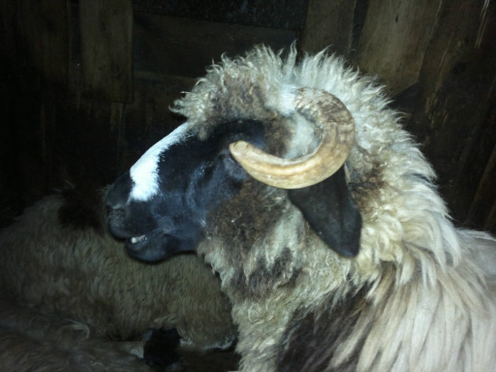 300720121622 - mieii mei 2012