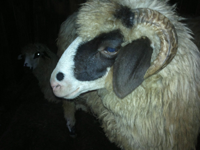 300720121623 - mieii mei 2012