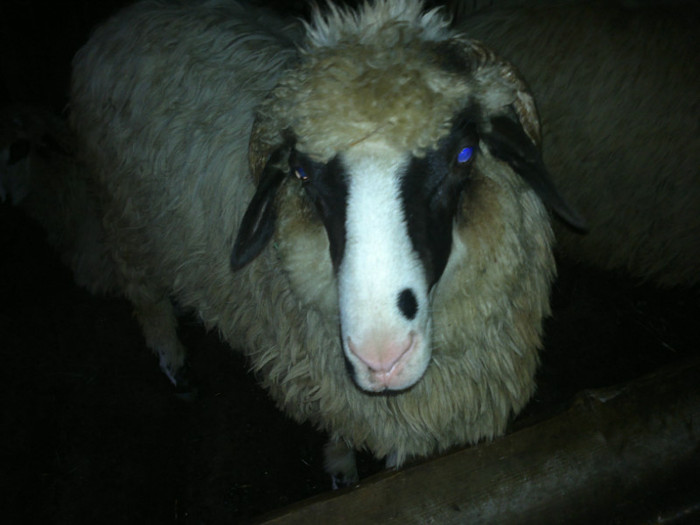 300720121624 - mieii mei 2012