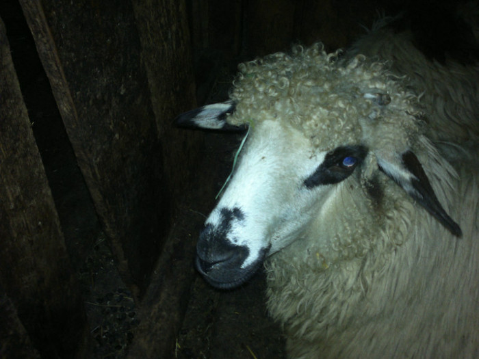 300720121632 - mieii mei 2012