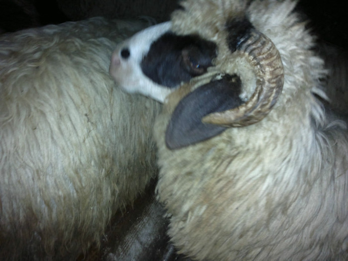 300720121657 - mieii mei 2012