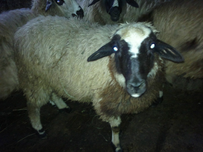 300720121664 - mieii mei 2012