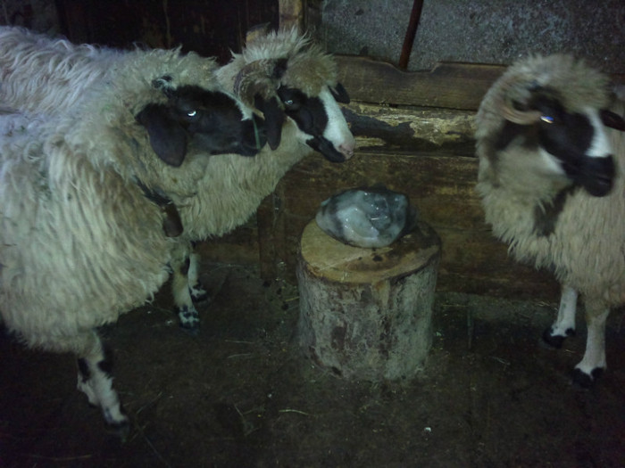 300720121675 - mieii mei 2012