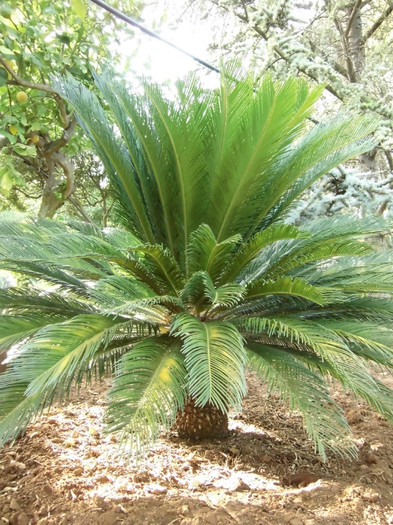 cycas 16 ani; Frunzele noi sint de anul asta.Traiasca compost tea.
