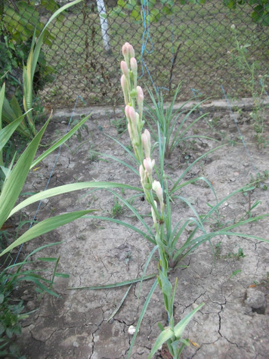 tuberoza - Flori de vara