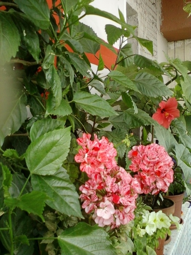 4 august 2012-flori 006