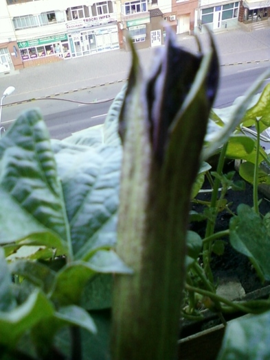 4 august 2012-flori 040