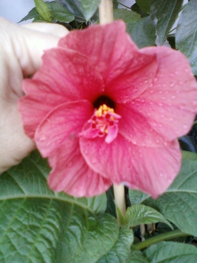 4 august 2012-flori 042