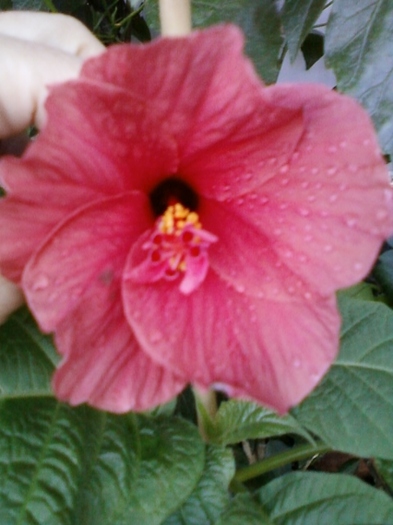 4 august 2012-flori 044