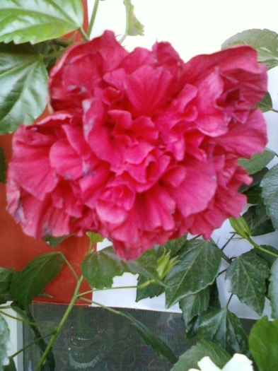 4 august 2012-flori 047