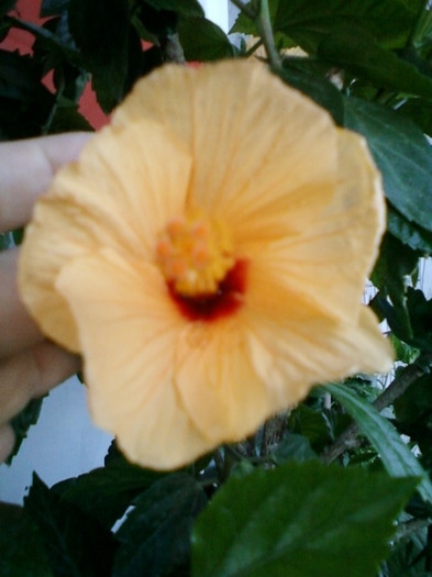 4 august 2012-flori 051