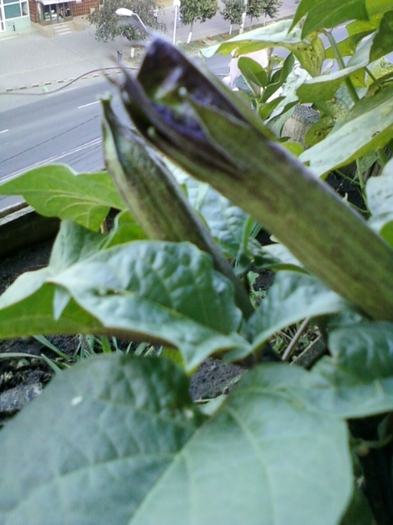 4 august 2012-flori 041 - brugmansia si datura