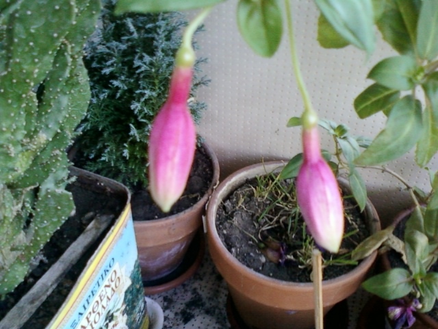fuchsia rosu cu mov