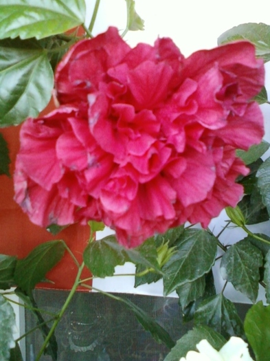 hibi rosu batut - hibiscus