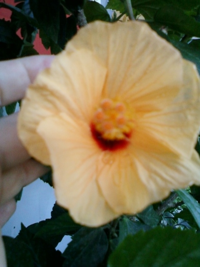hibi port cu ochi rosu - hibiscus