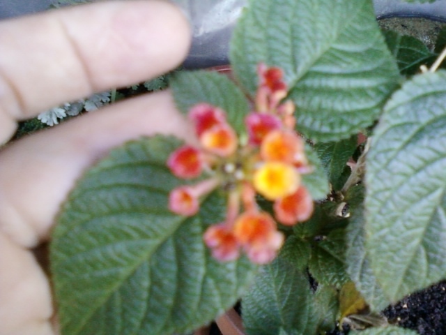 4 august 2012-flori 058 - lantana camara