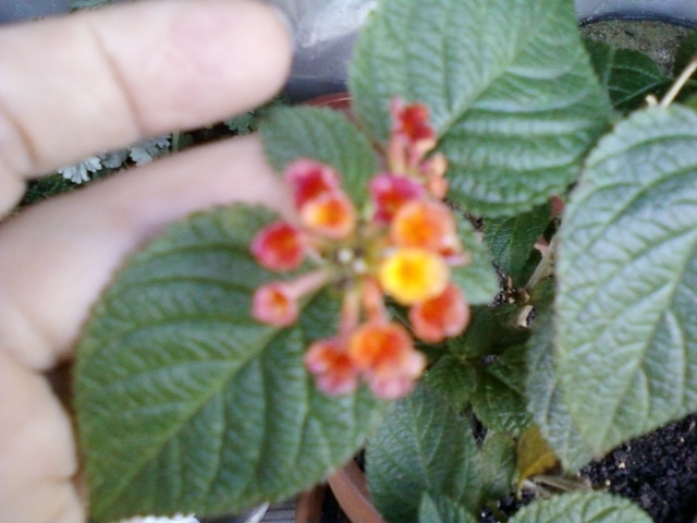 4 august 2012-flori 059 - lantana camara