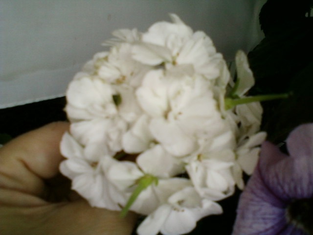 4 august 2012-flori 016 - muscate