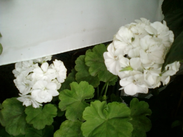 4 august 2012-flori 014 - muscate