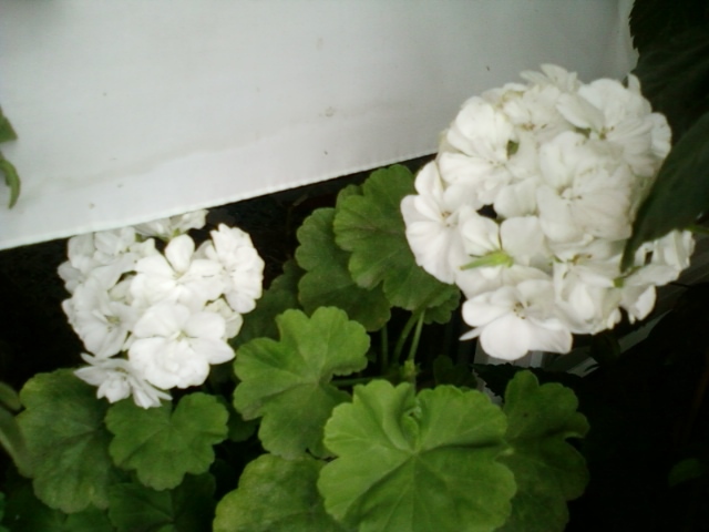 4 august 2012-flori 015 - muscate