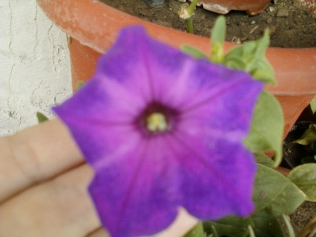 4 august 2012-flori 018