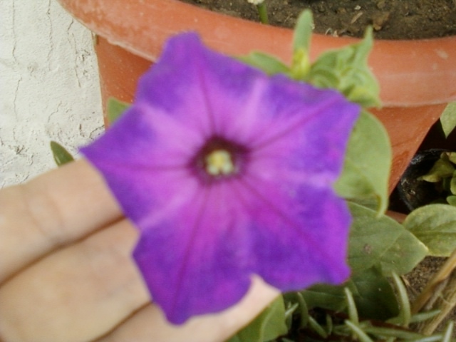 4 august 2012-flori 019