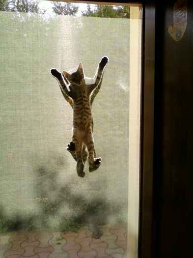 4 august 2012-flori 021