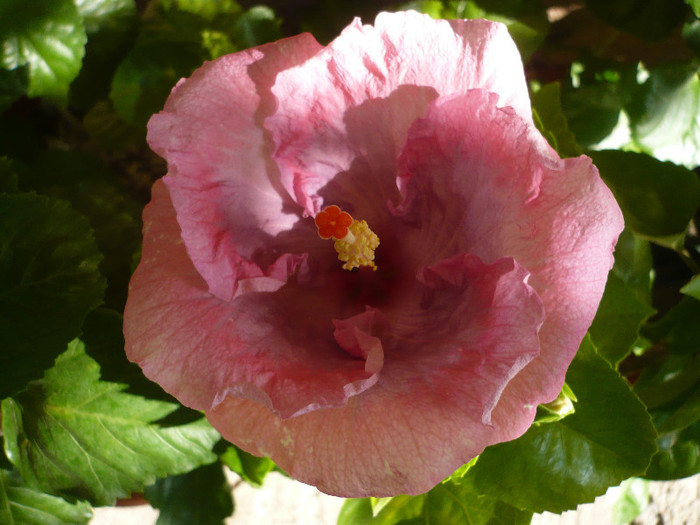 P1160613