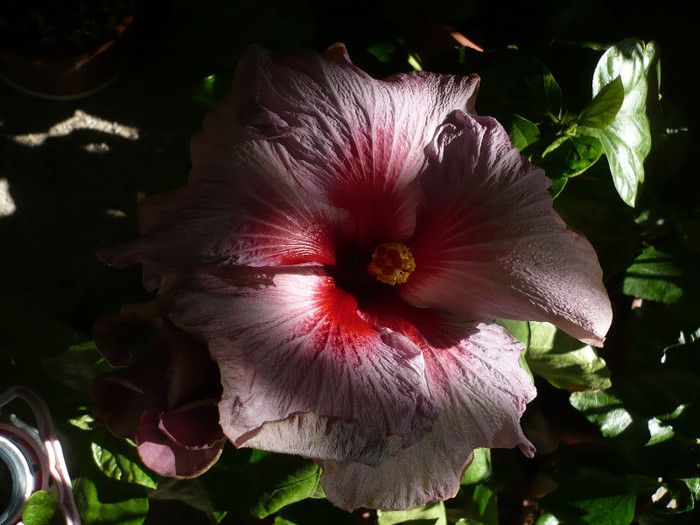 P1160624
