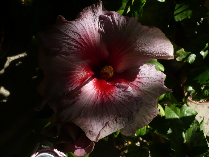 P1160627