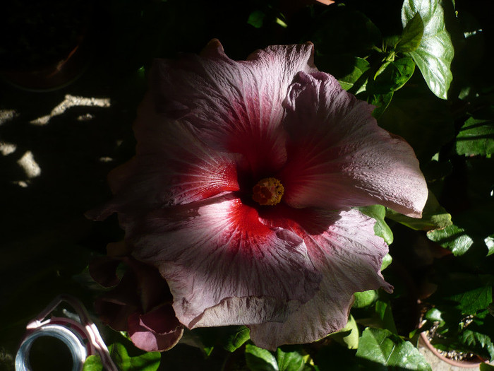 P1160628