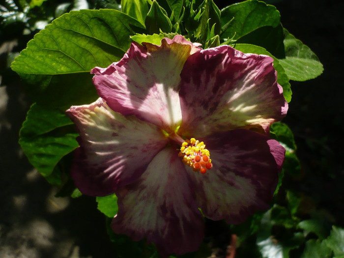 P1160630