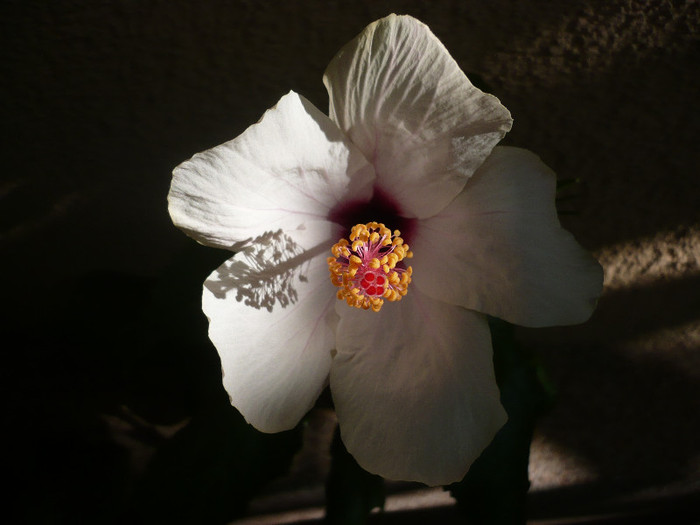P1160632