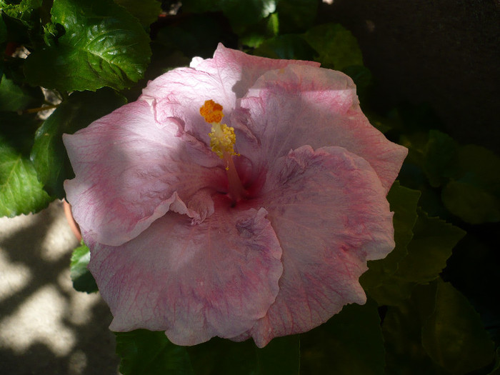 P1160654