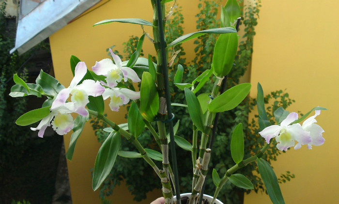 D. Nobile - Dendrobium 1