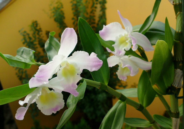  - Dendrobium 1