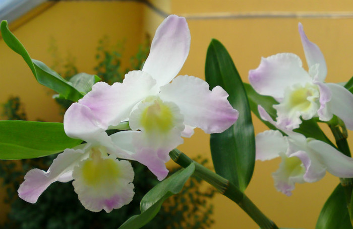  - Dendrobium 1