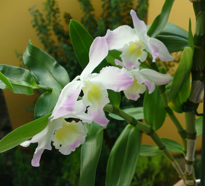  - Dendrobium 1