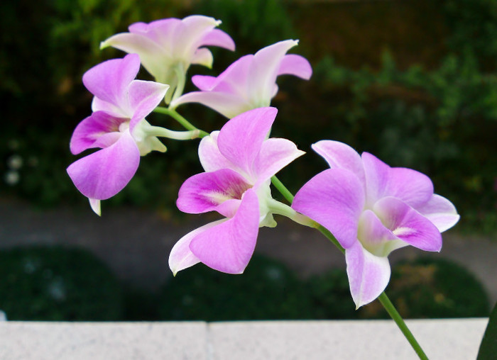 D. Phalaenopsis - Dendrobium 1