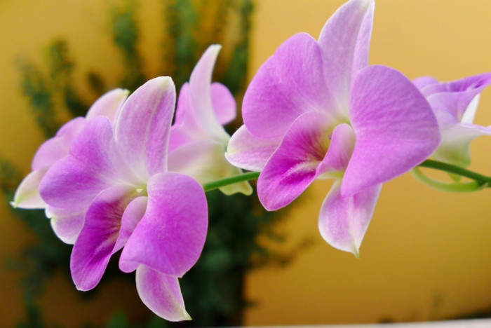  - Dendrobium 1